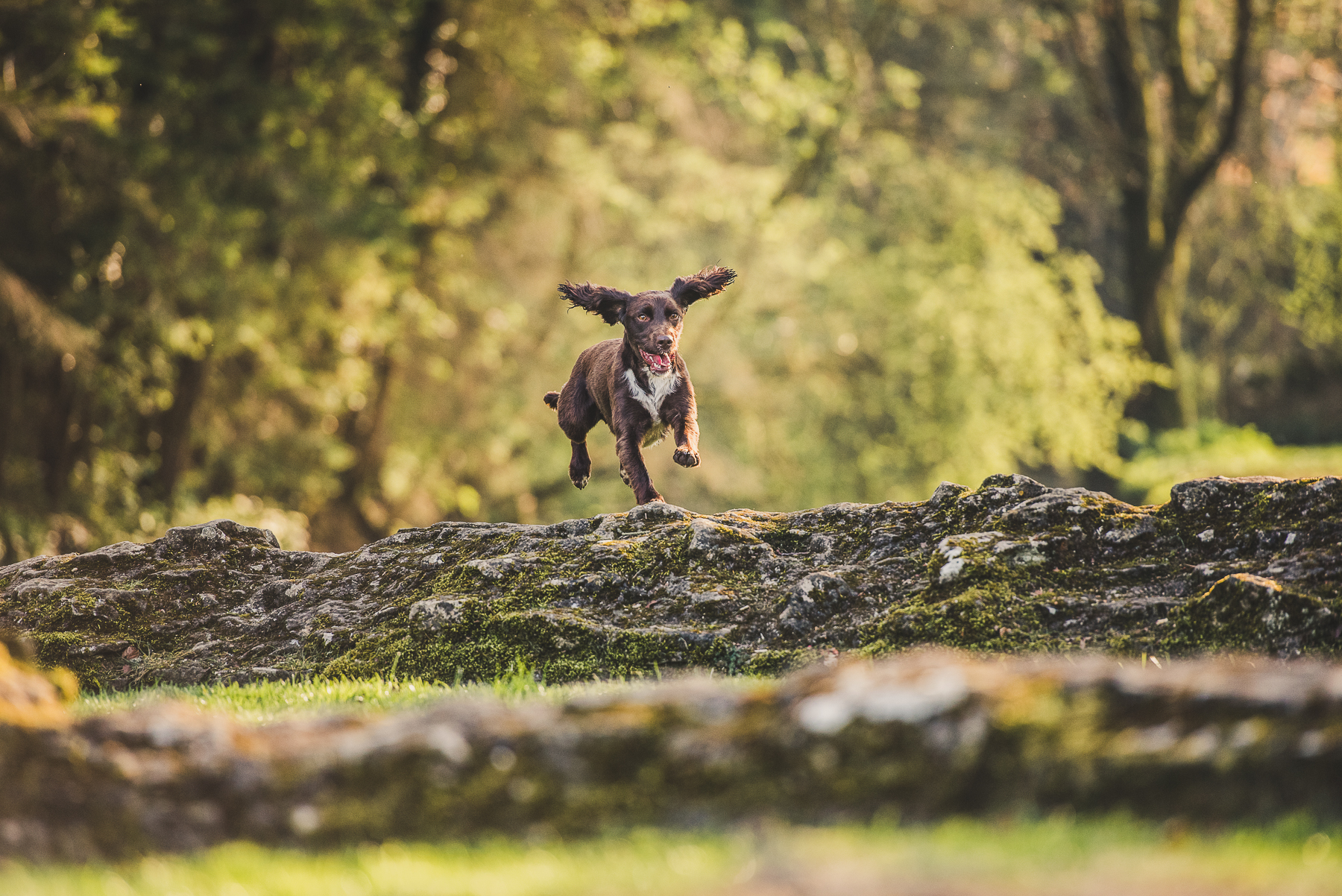 Spaniel jumping over earth