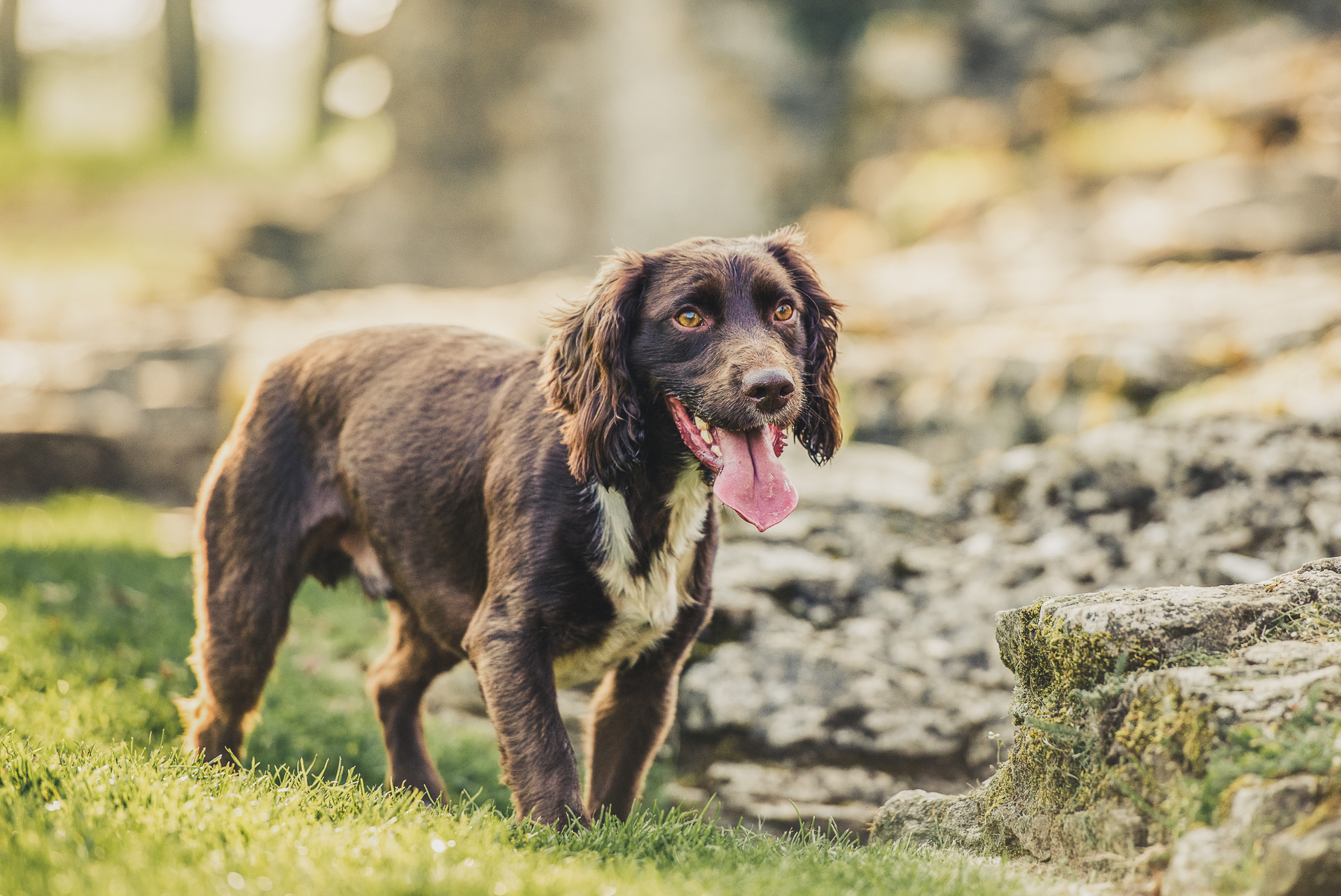 Spaniel with tongue out
