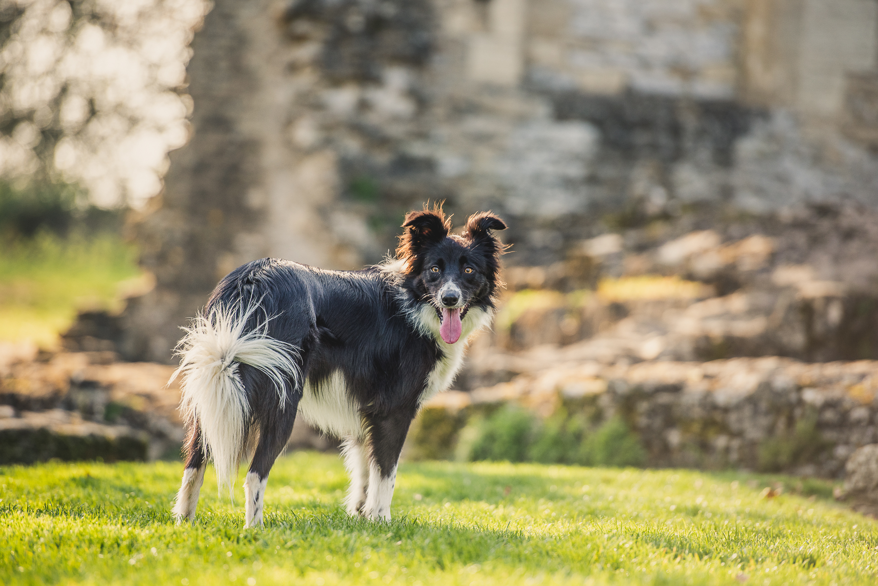 Dog next to stone ruins