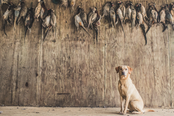 Yellow Labrador sitting under braces of shot pheasants