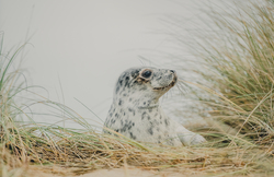 A seal pup