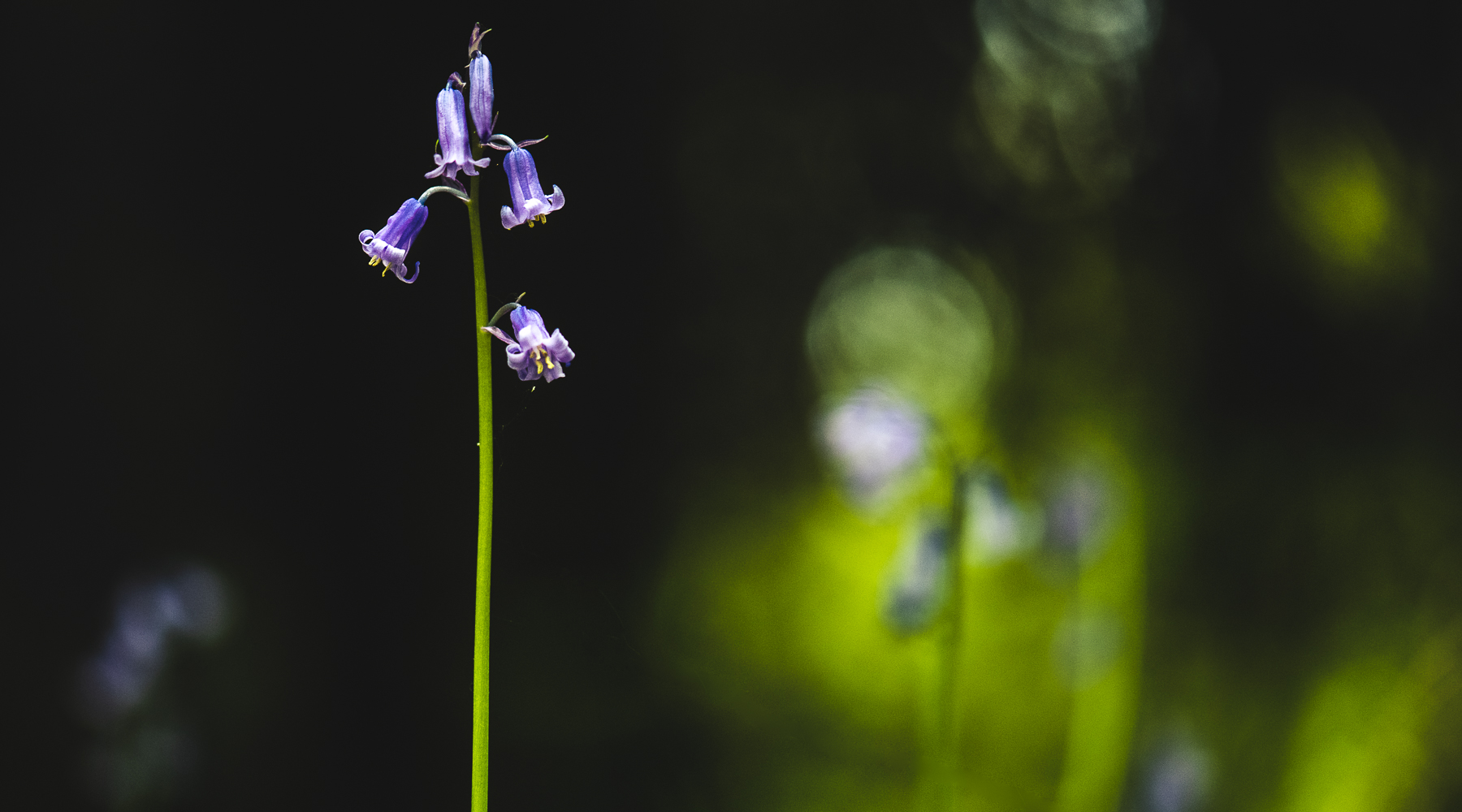 Spring Bluebell Wood Photography courses in Oxfordshire