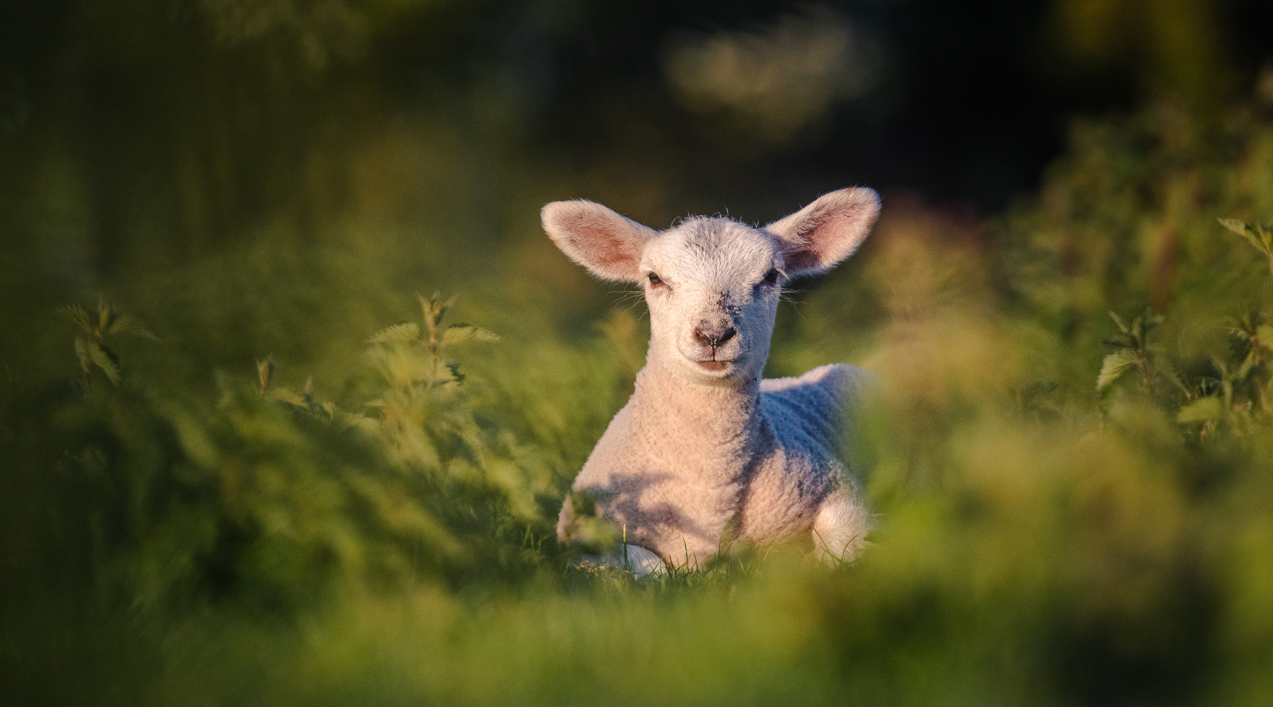 spring lambs photography group course in Oxfordshire