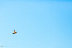 pheasant flying in blue sky