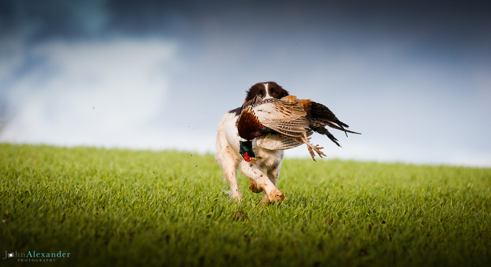Springer Spaniel retrieving cock pheasant