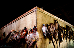 shot pheasants hanging in a barn