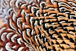 close up of pheasant feathers