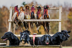gun dogs in a trailer with pheasant hanging 