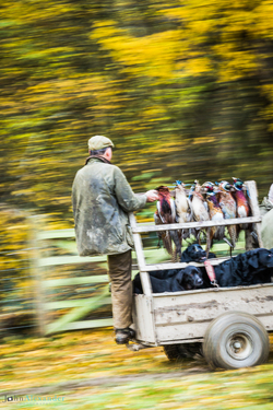 action shot of beater on the back of a trailer with gun dogs and pheasants