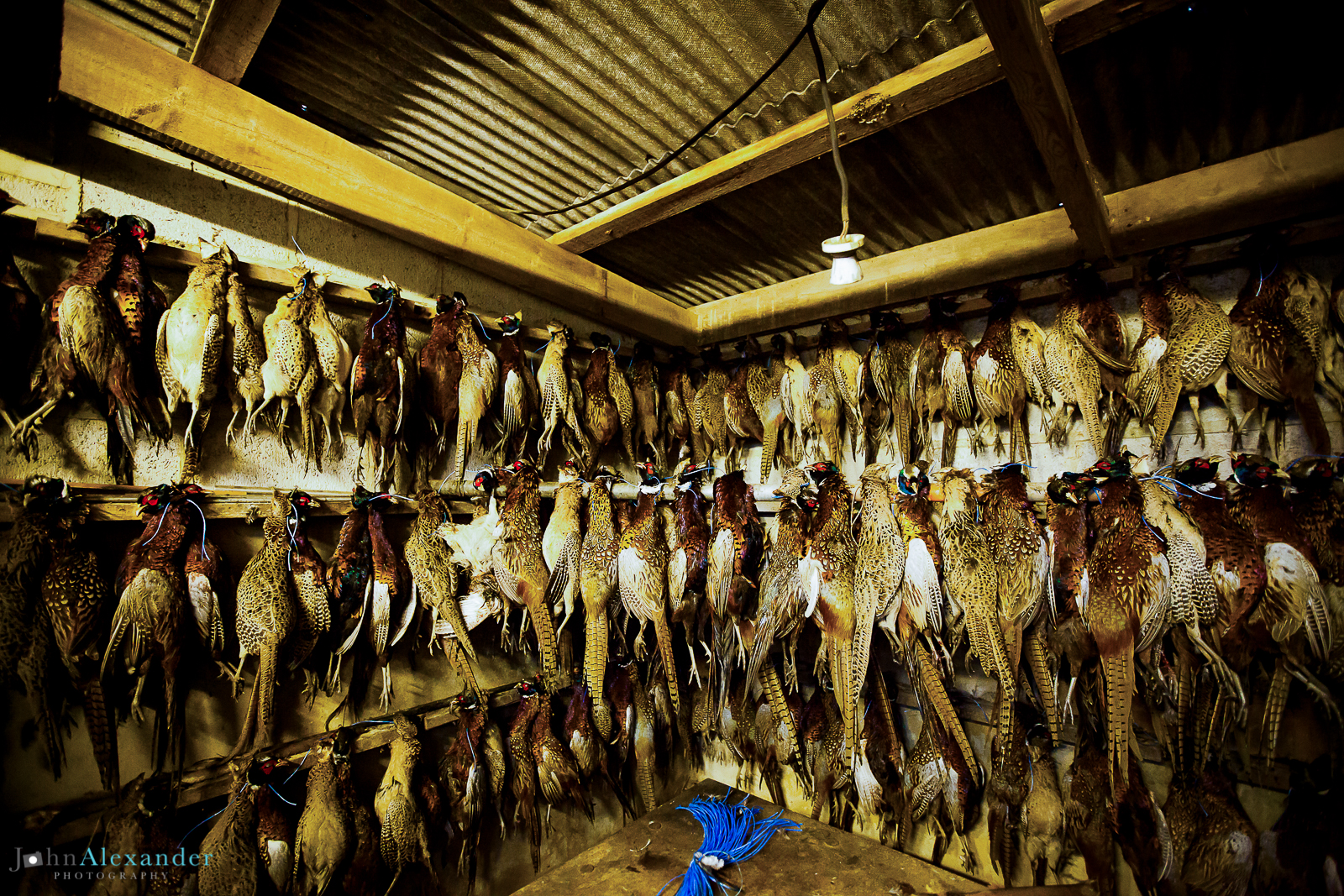 shot pheasants hanging in a barn