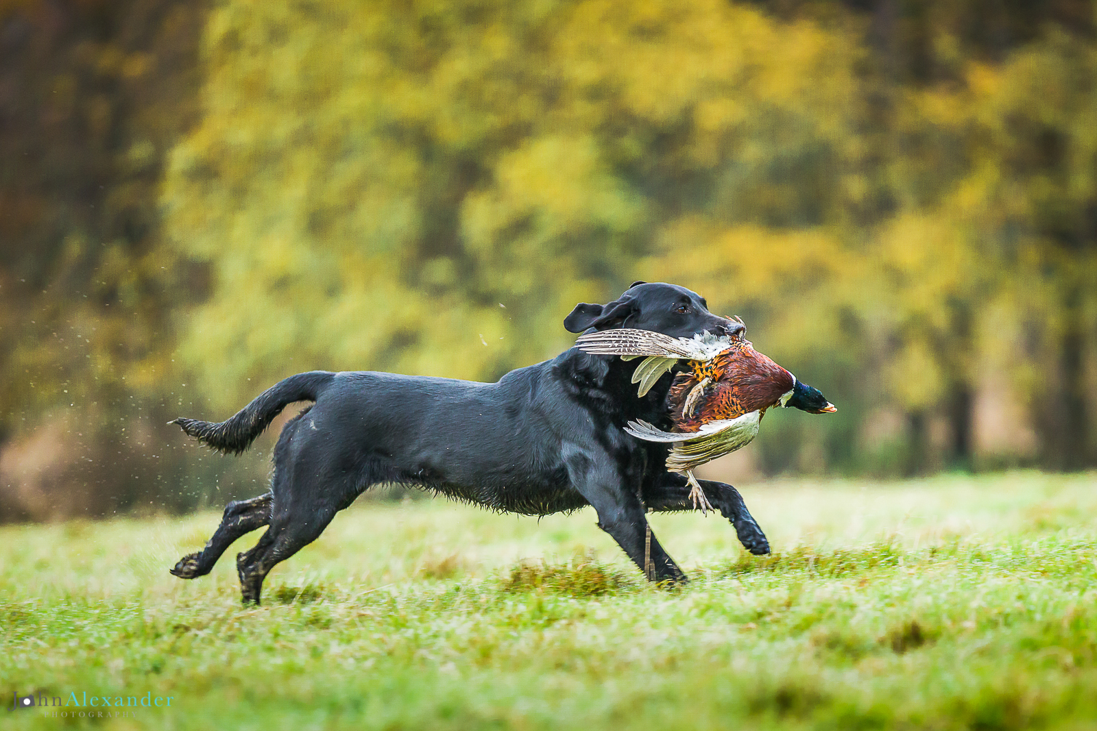 black labrador gun dog running with cock pheasant through field