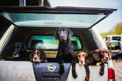 gun dogs in the back of a pick up on a shoot