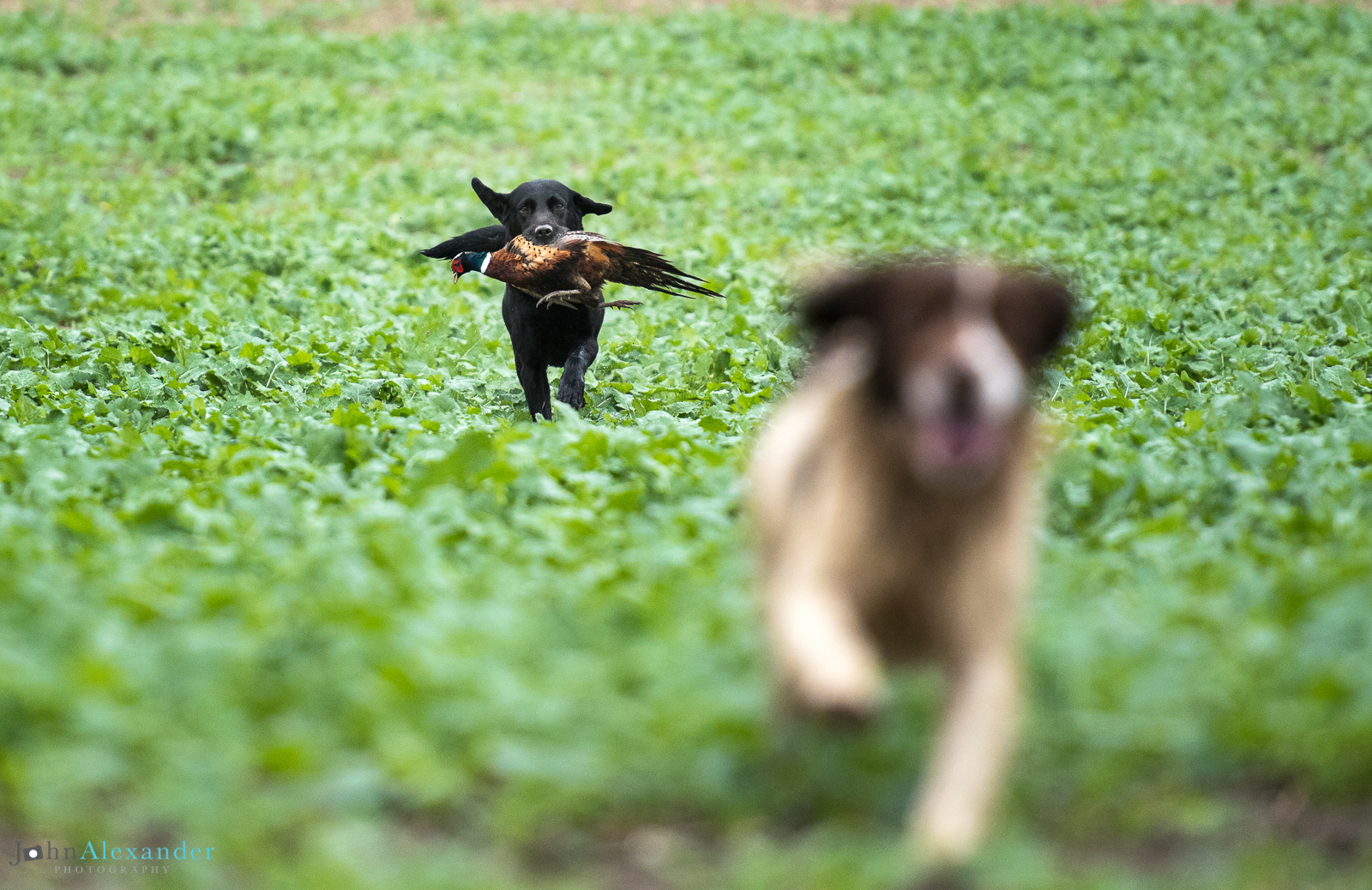 spaniel and black labrador gun dogs retrieving cock pheasants 