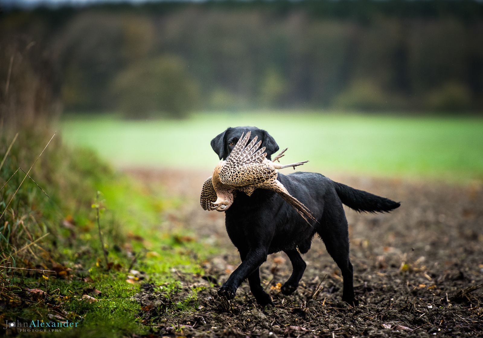 black labrador gun dog retrieving pheasant