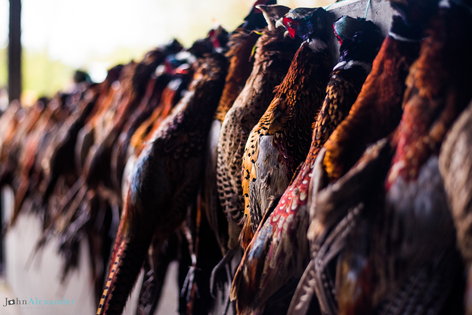 cock pheasants hanging up after shoot