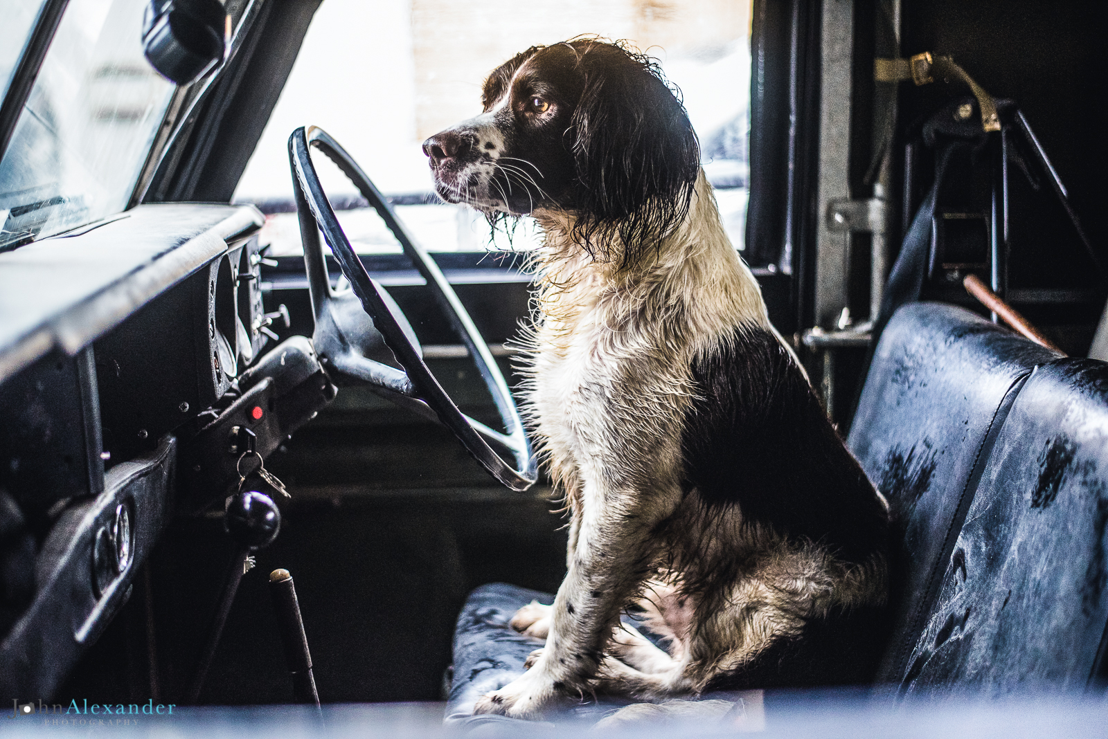 Springer Spaniel gun dog in front seat of Land rover