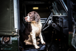 Springer Spaniel on front seat of Land Rover