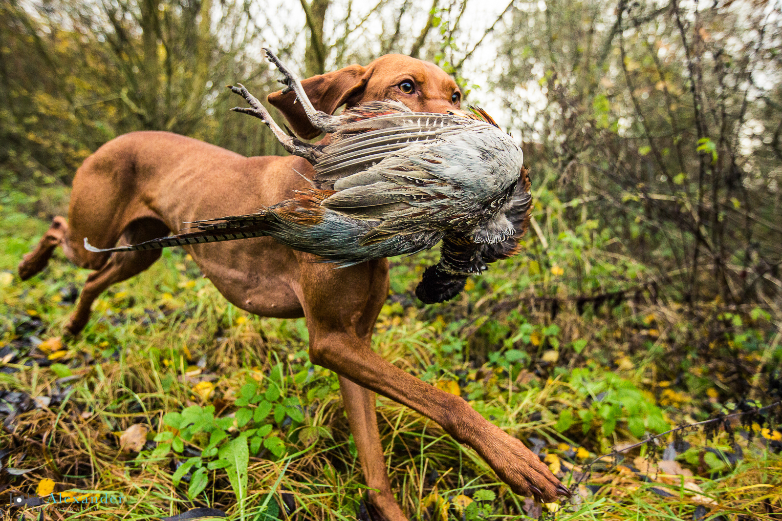 Viszla HPR Gun Dog pointer retrieving pheasant