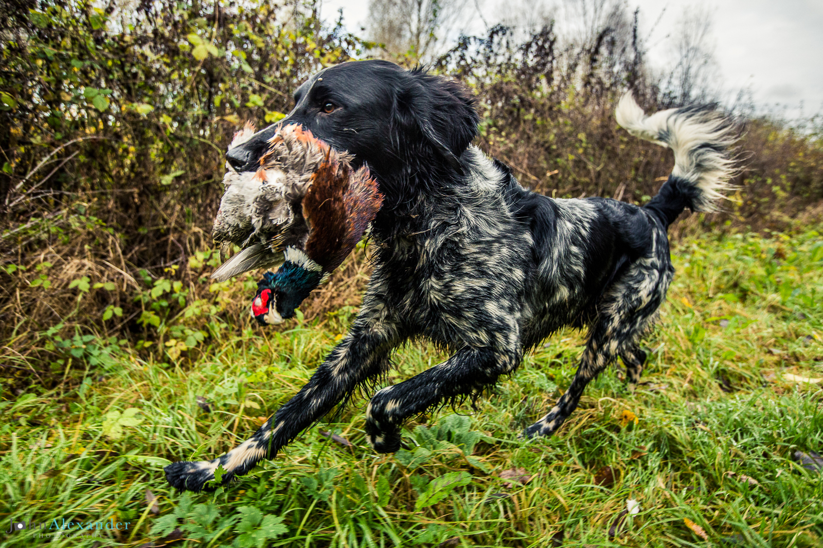 pointer retrieving pheasant on HPR shoot