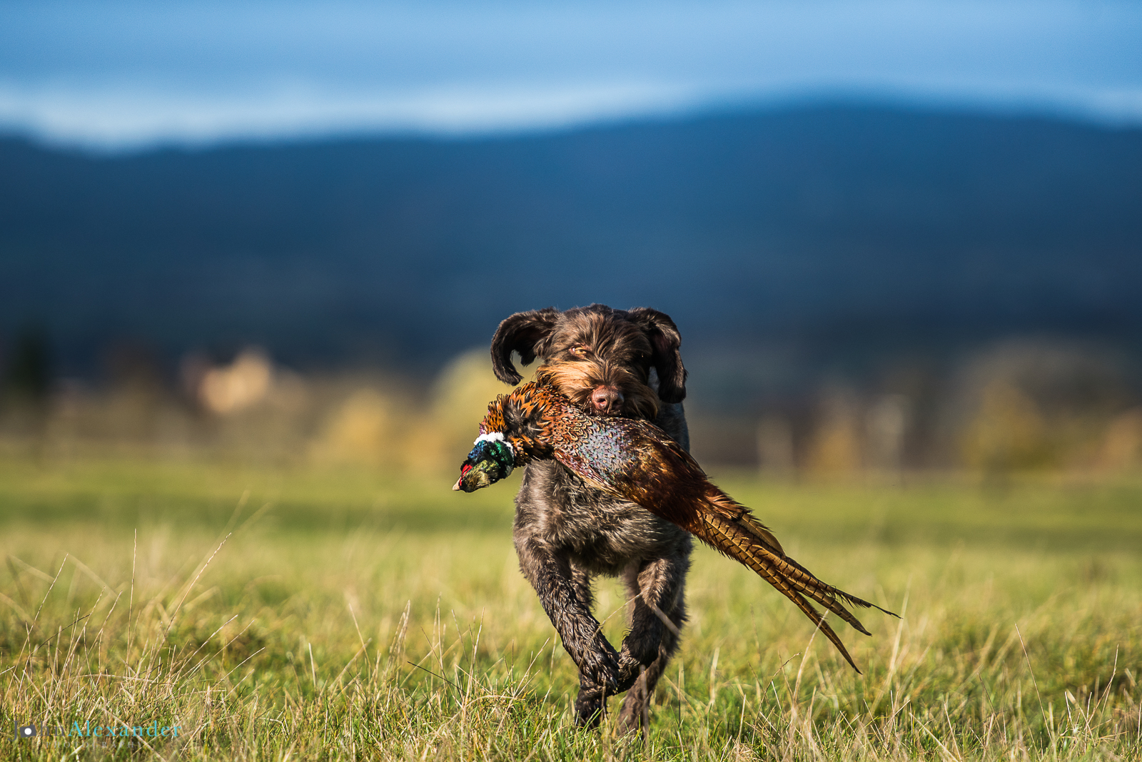 Pointer retrieving cock pheasant on HPR shoot in UK