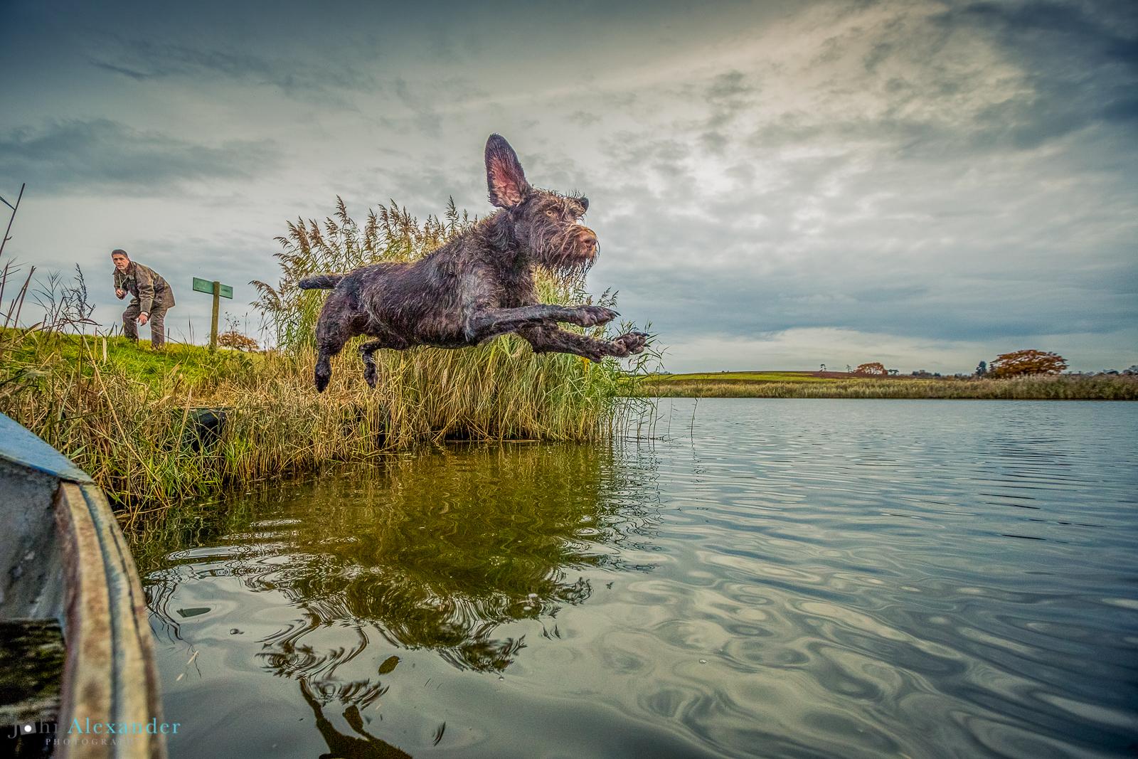 pointer jumping in lake to retrieve pheasant on HPR shoot