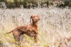 Vizsla pointing on HPR shoot in tall grass