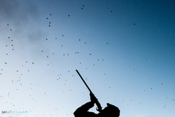 silhouette of gun shooting flush of high pheasants in UK