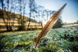 cock pheasant feather stuck in grass on game shoot in Wales