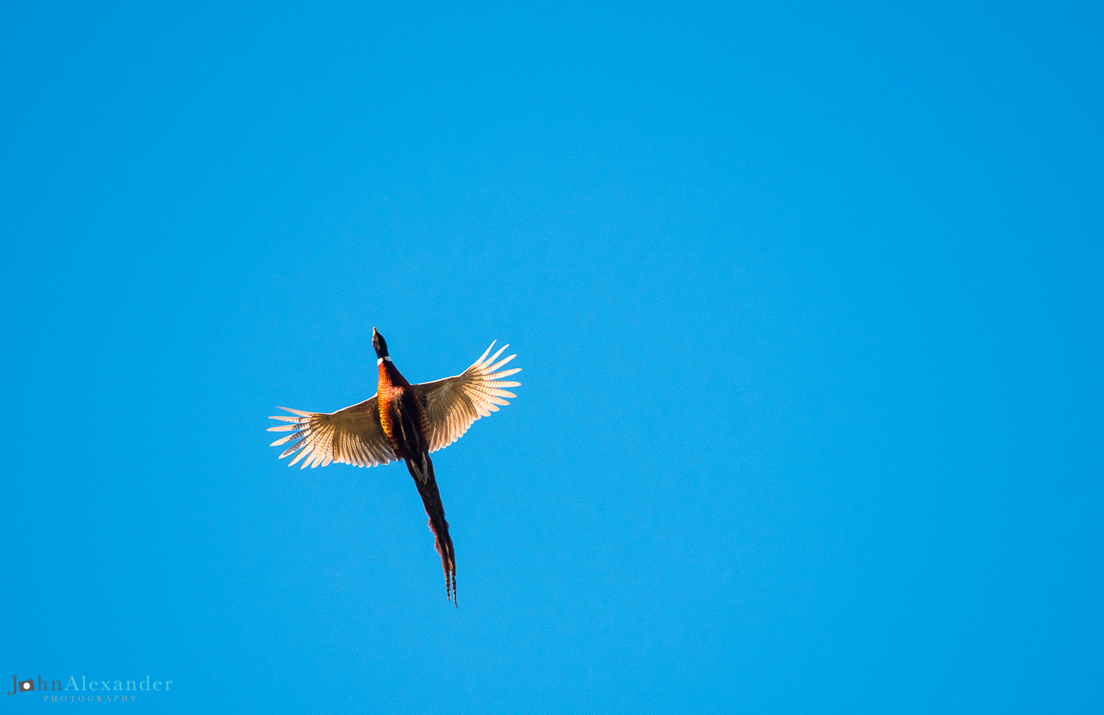 cock pheasant flying from below with blue sky