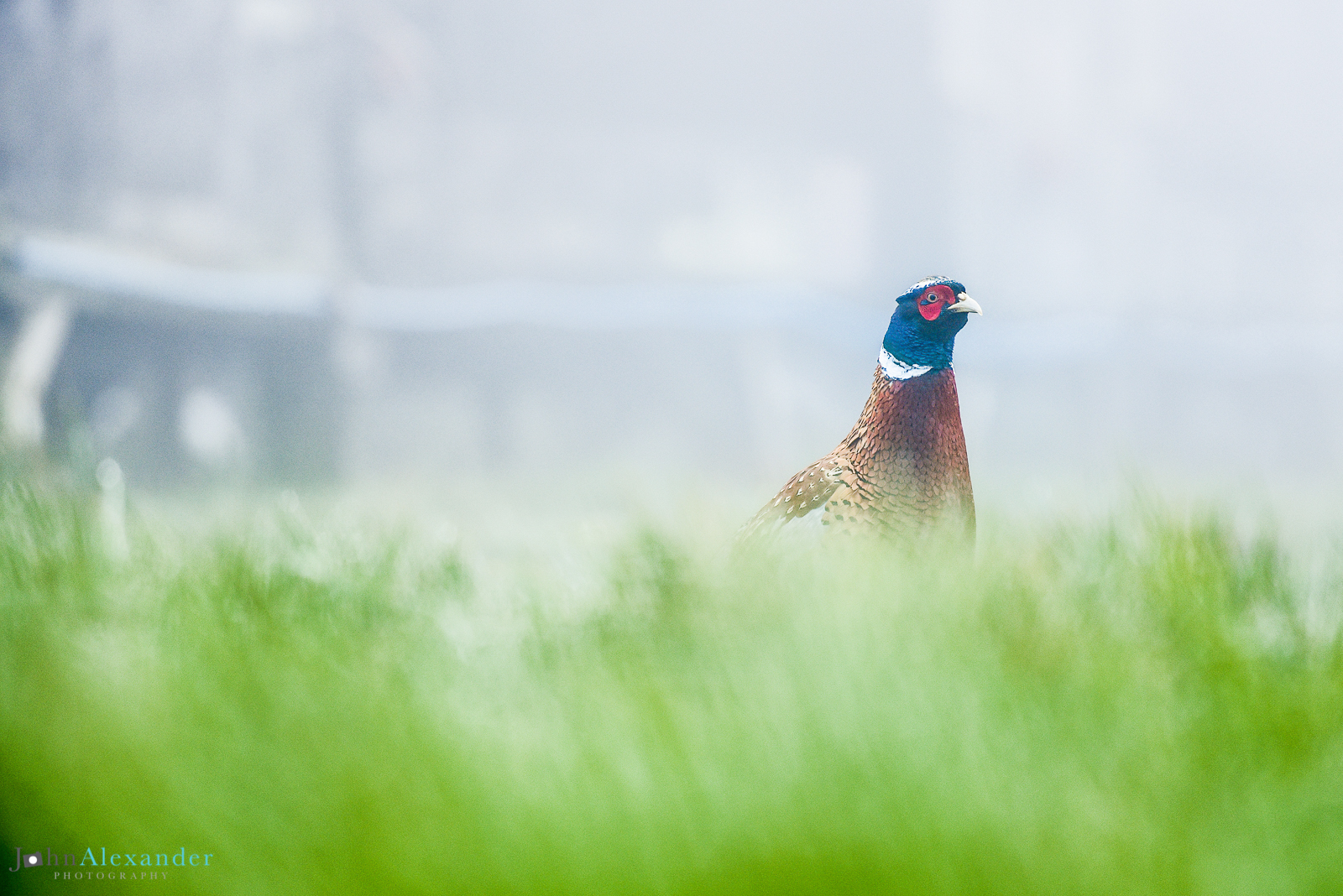 cock pheasant in grass next to pens