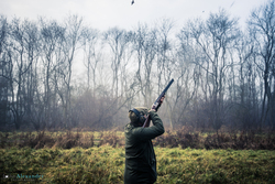 gun shooting high pheasant on woodland drive