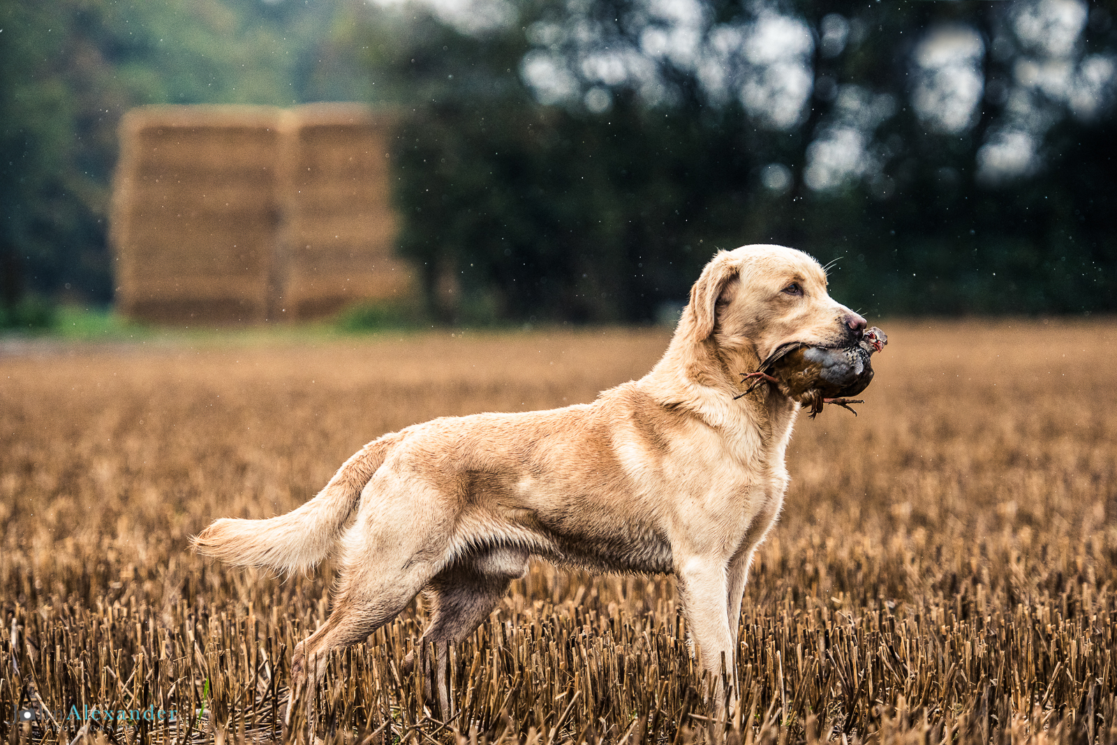 golden retriever gun dog with partridge in mouth