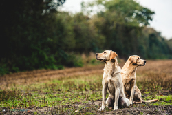 golden labrador gun dogs waiting by their peg on shoot in UK