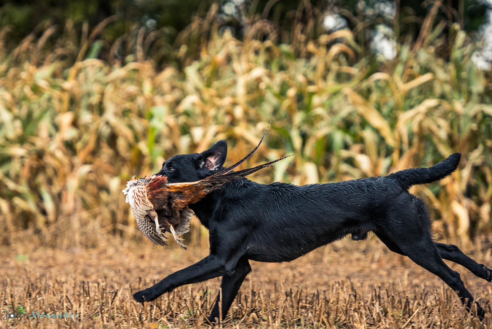 black labrador gun dog from side on running with cock pheasant in mouth