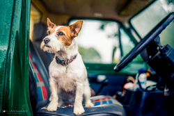 Jack Russell dog sitting on front seat of Land Rover