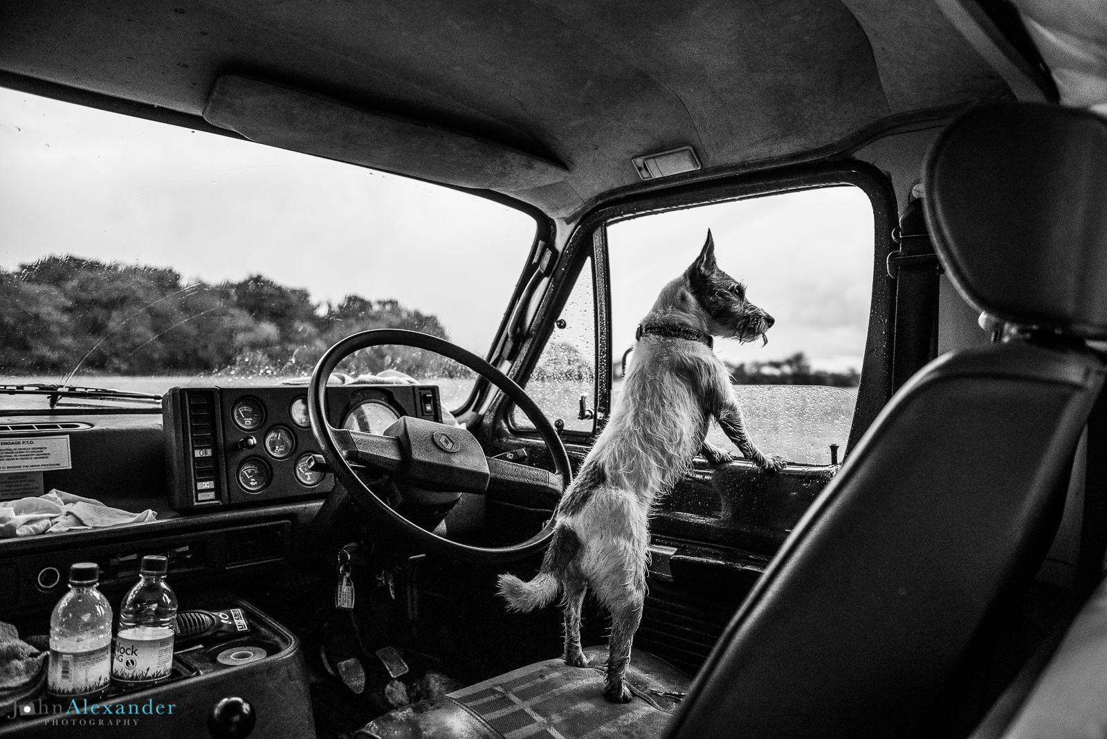 Jack Russell dog leaning out of the front window of a Land Rover on a driven pheasant shoot in the UK