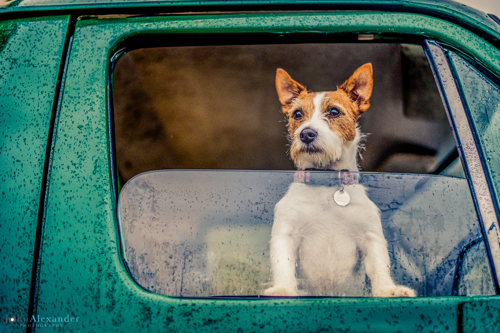Jack Russell dog poking his head out of the front window of a green Land Rover