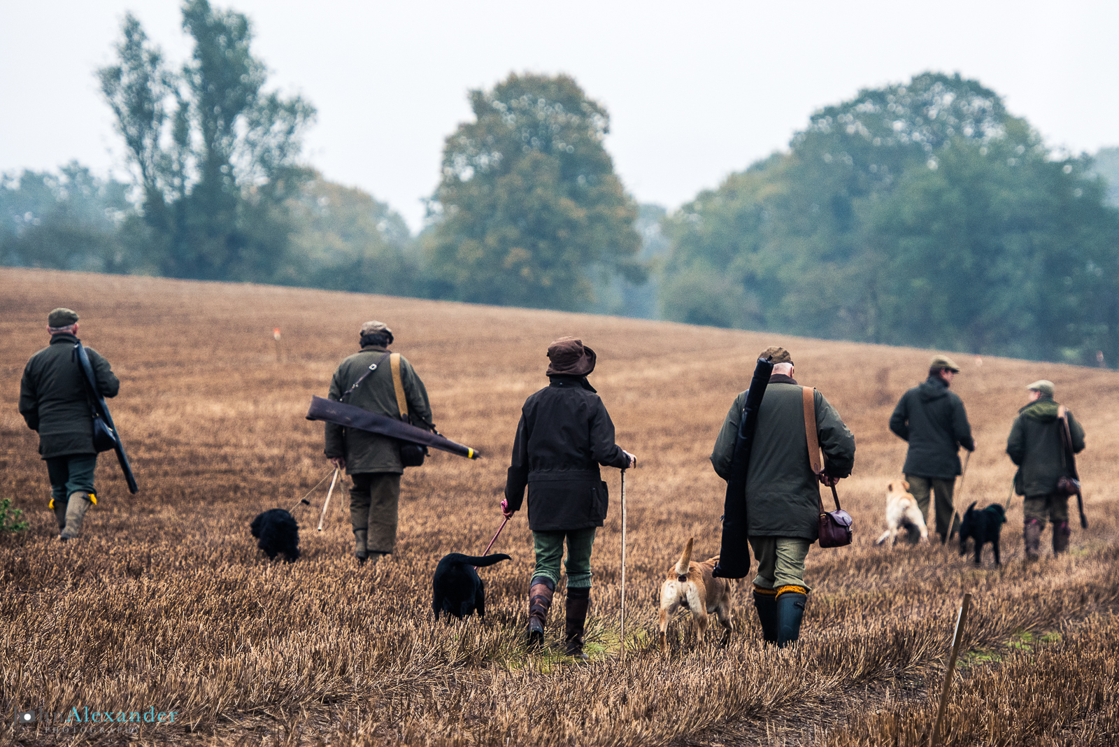 Guns walking to their pegs with their dogs on a driven pheasant shoot in the UK