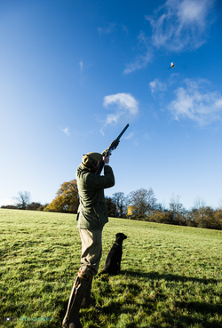 vertical image of gun shooting and gun dog with  pheasant in blue sky 