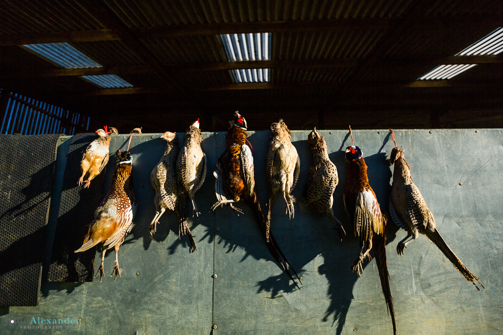 Shot pheasants hanging up in braces on the wall waiting to be counted 