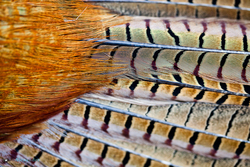 pheasant feathers close up