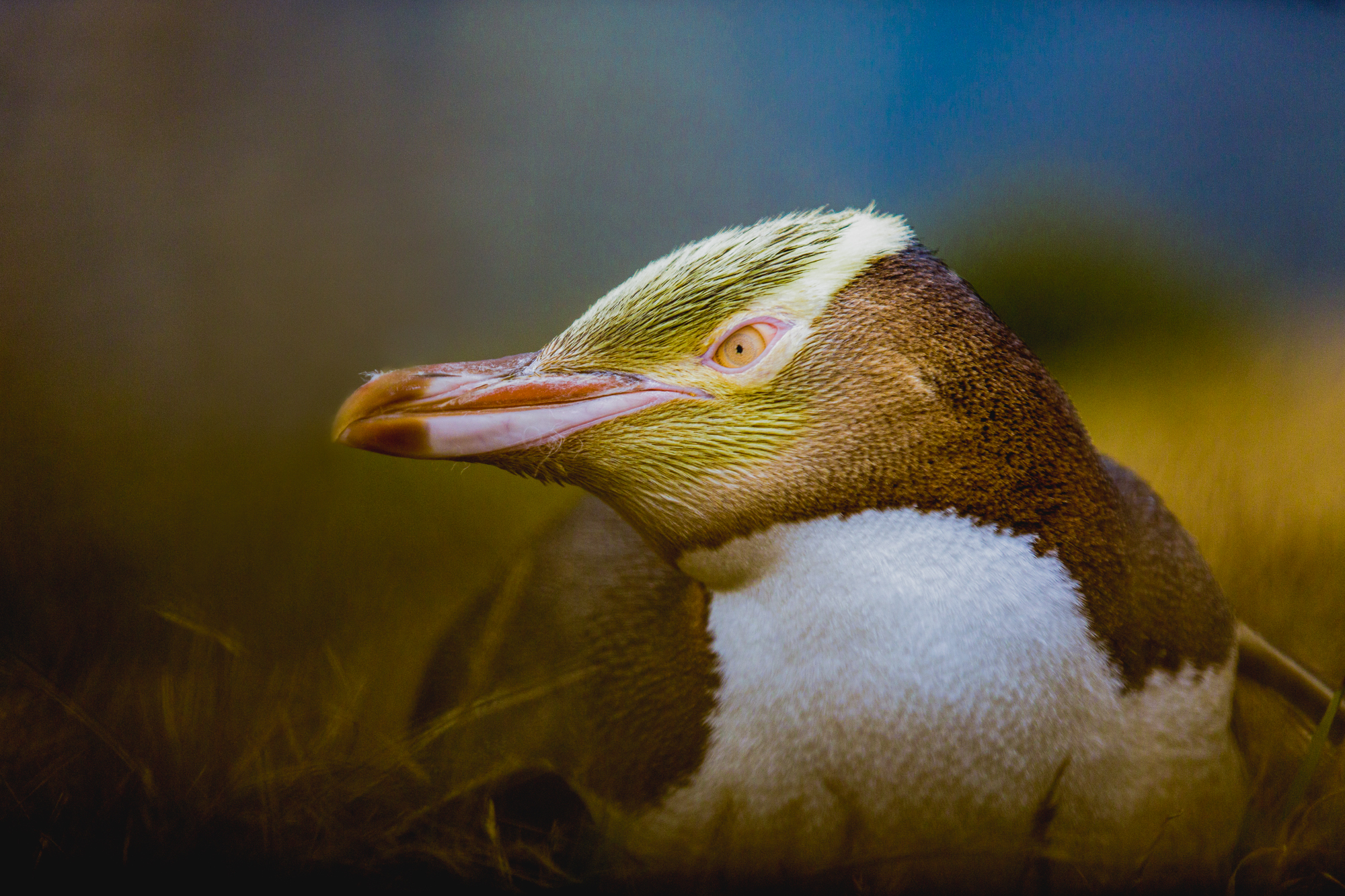 New Zealand Penguin