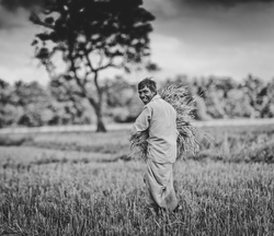 Harvesting a crop in Sri Lanka