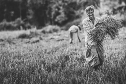 Black and White portrait of farmer bringing in his crop