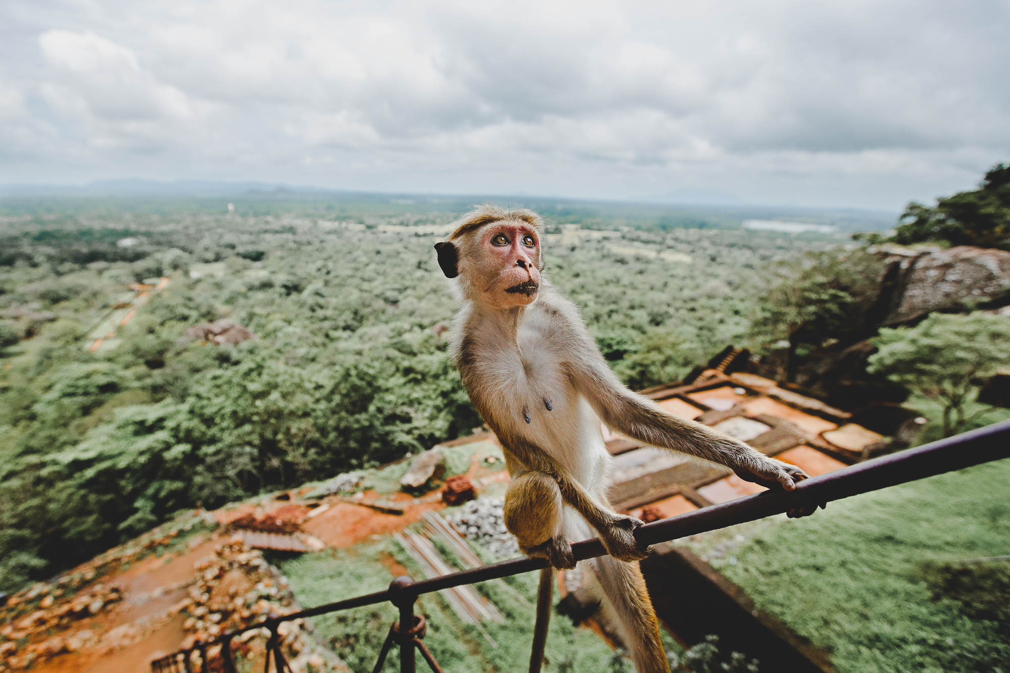 Monkey sitting on a railing above the tea plantations