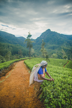 Picking Tea in Sri Lanka