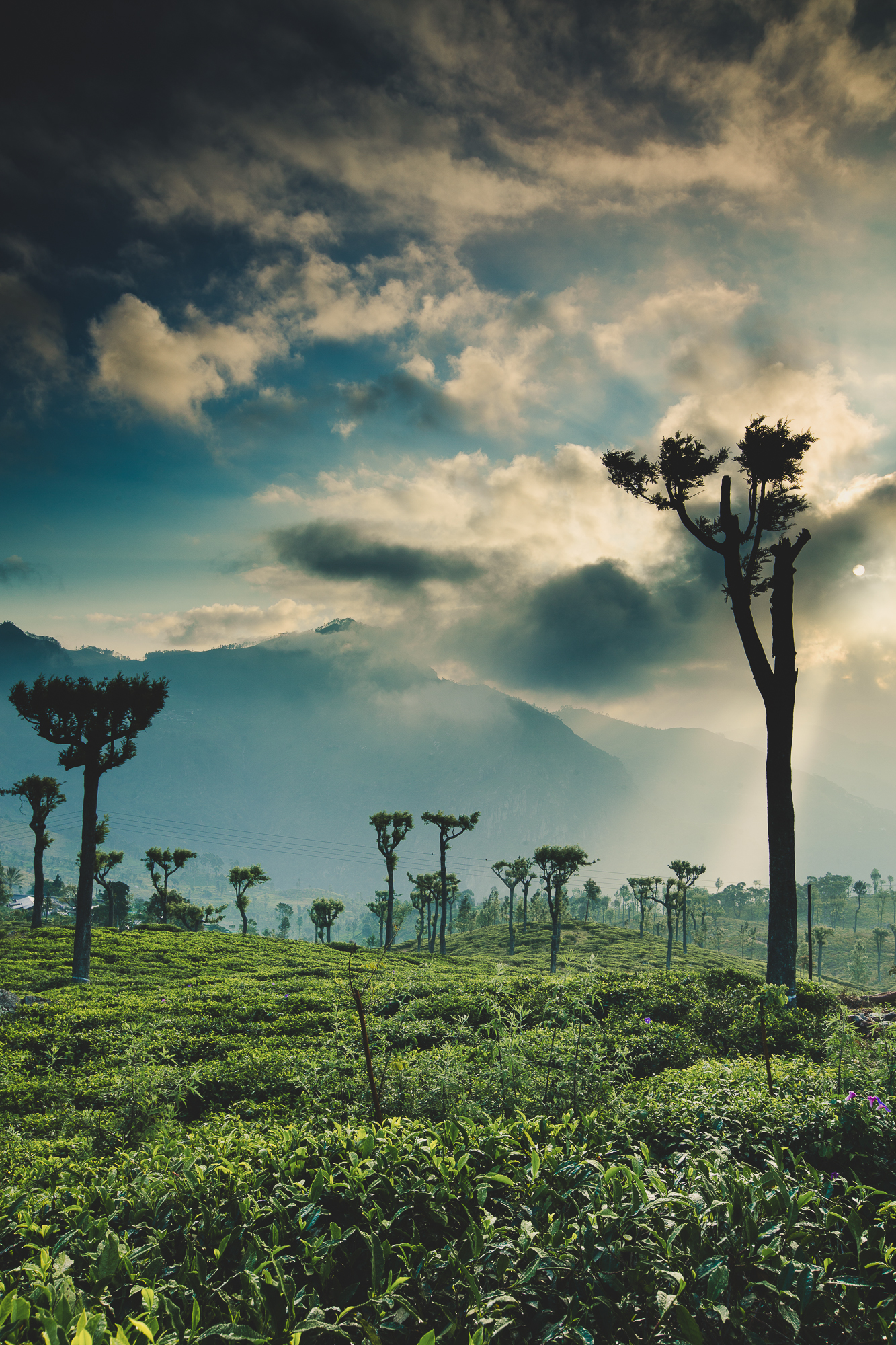 A Landscape of tea plantations