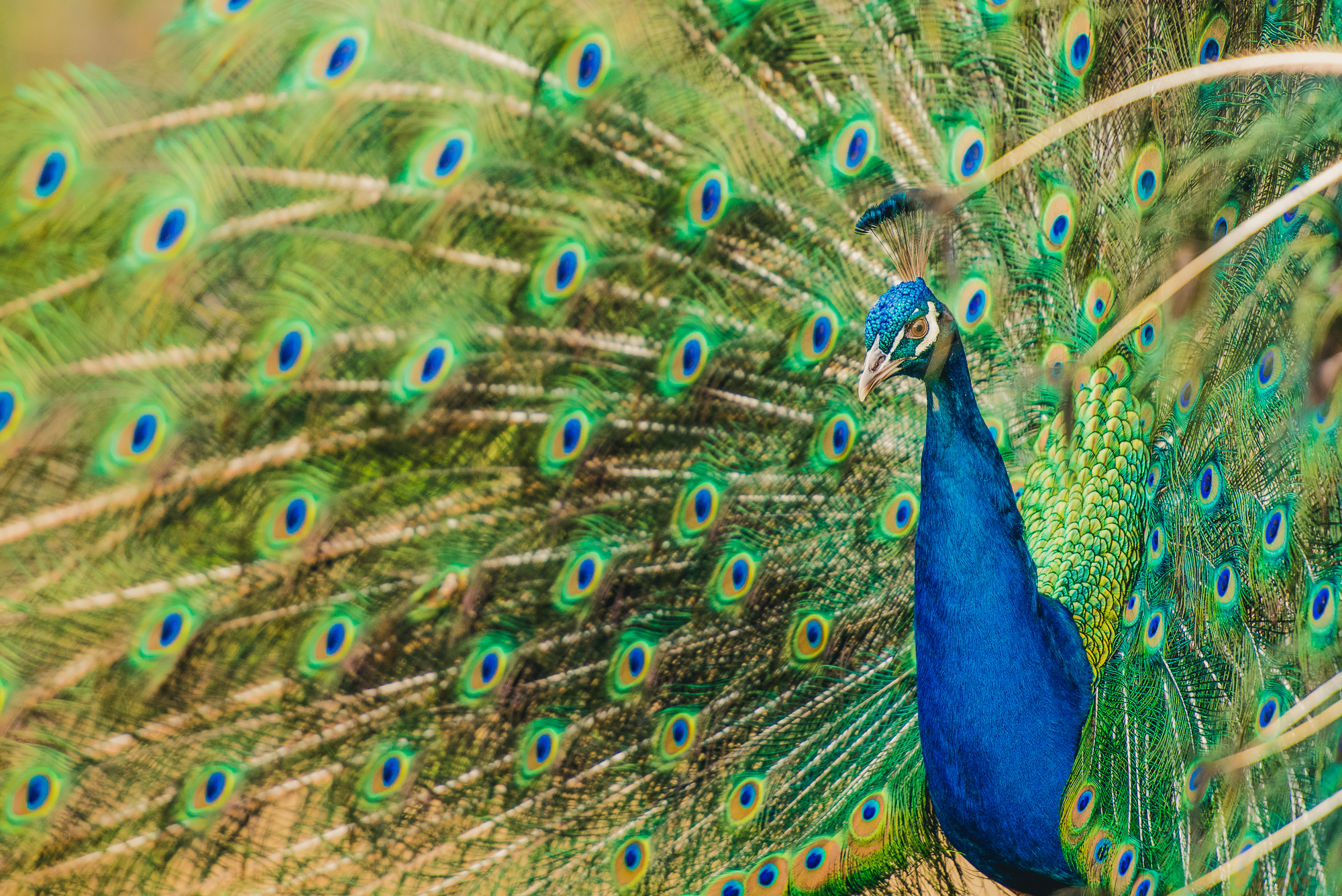 A male peacock displaying 