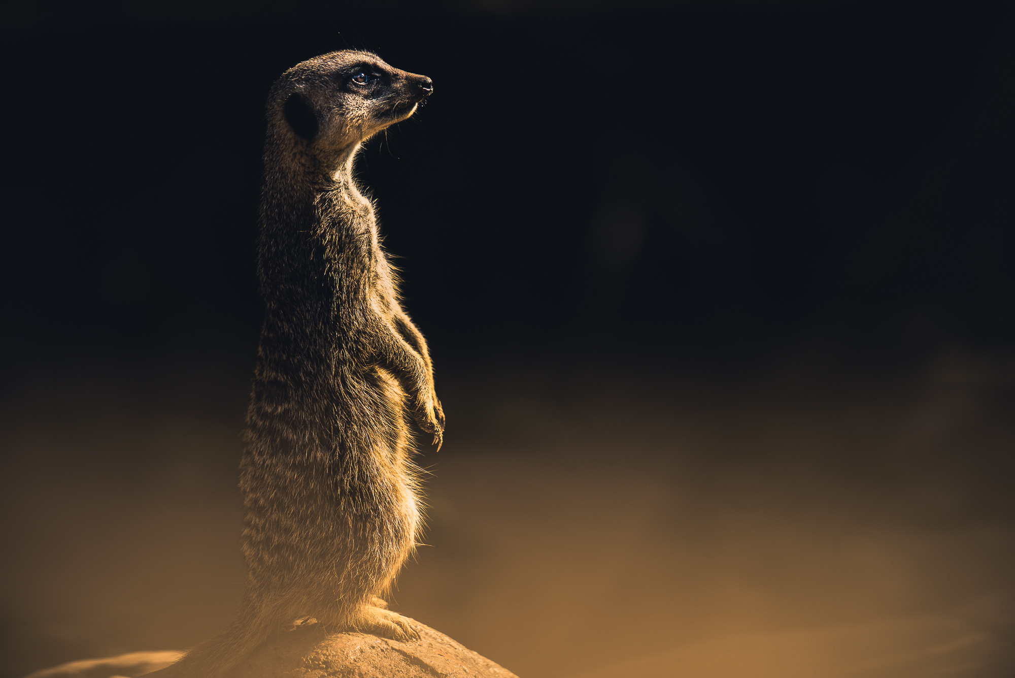 A meerkat sitting on a rock watching for predators