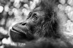 Portrait of an Orangutan